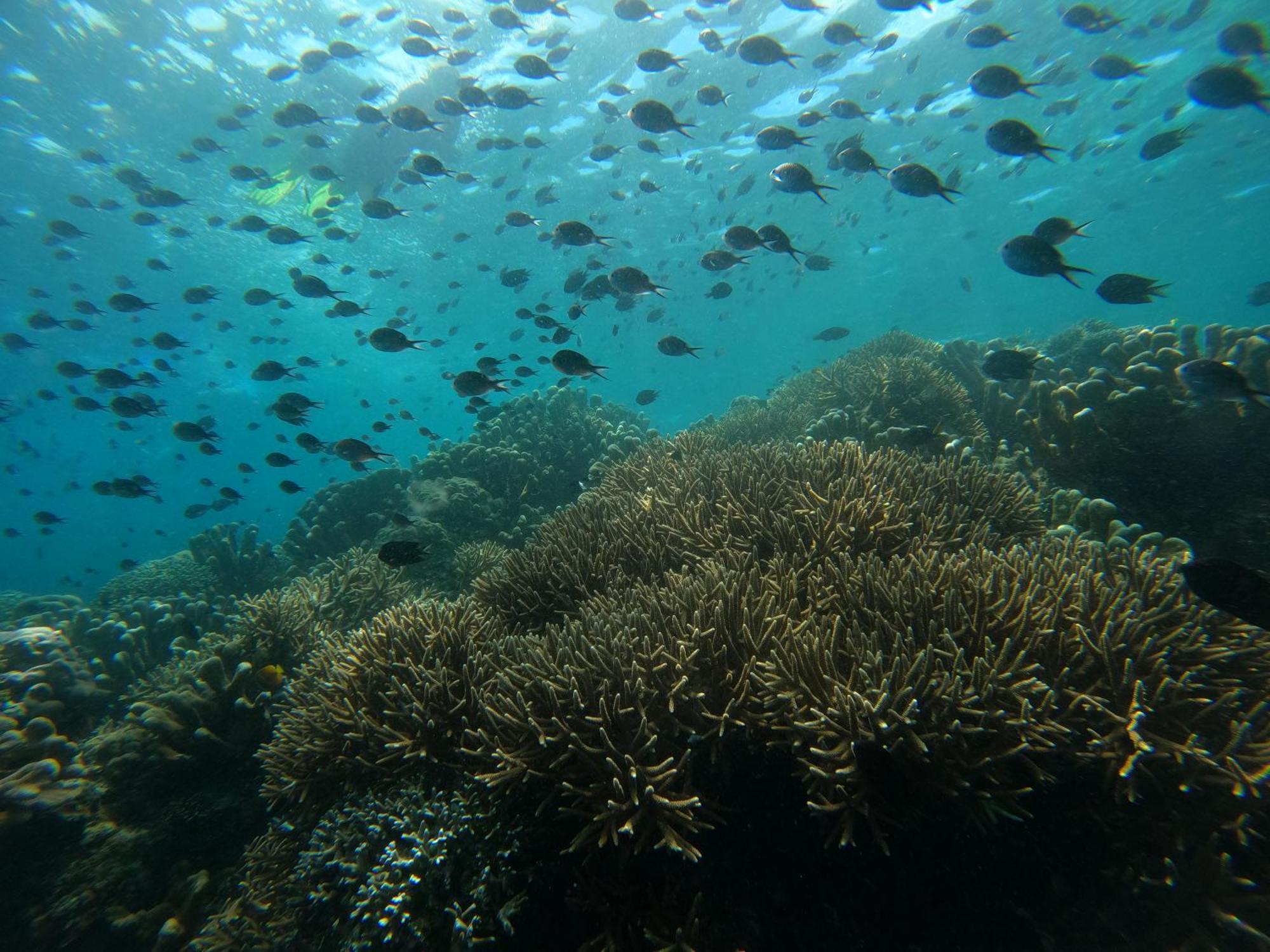 4 Sisters Divers Bunaken Eksteriør billede