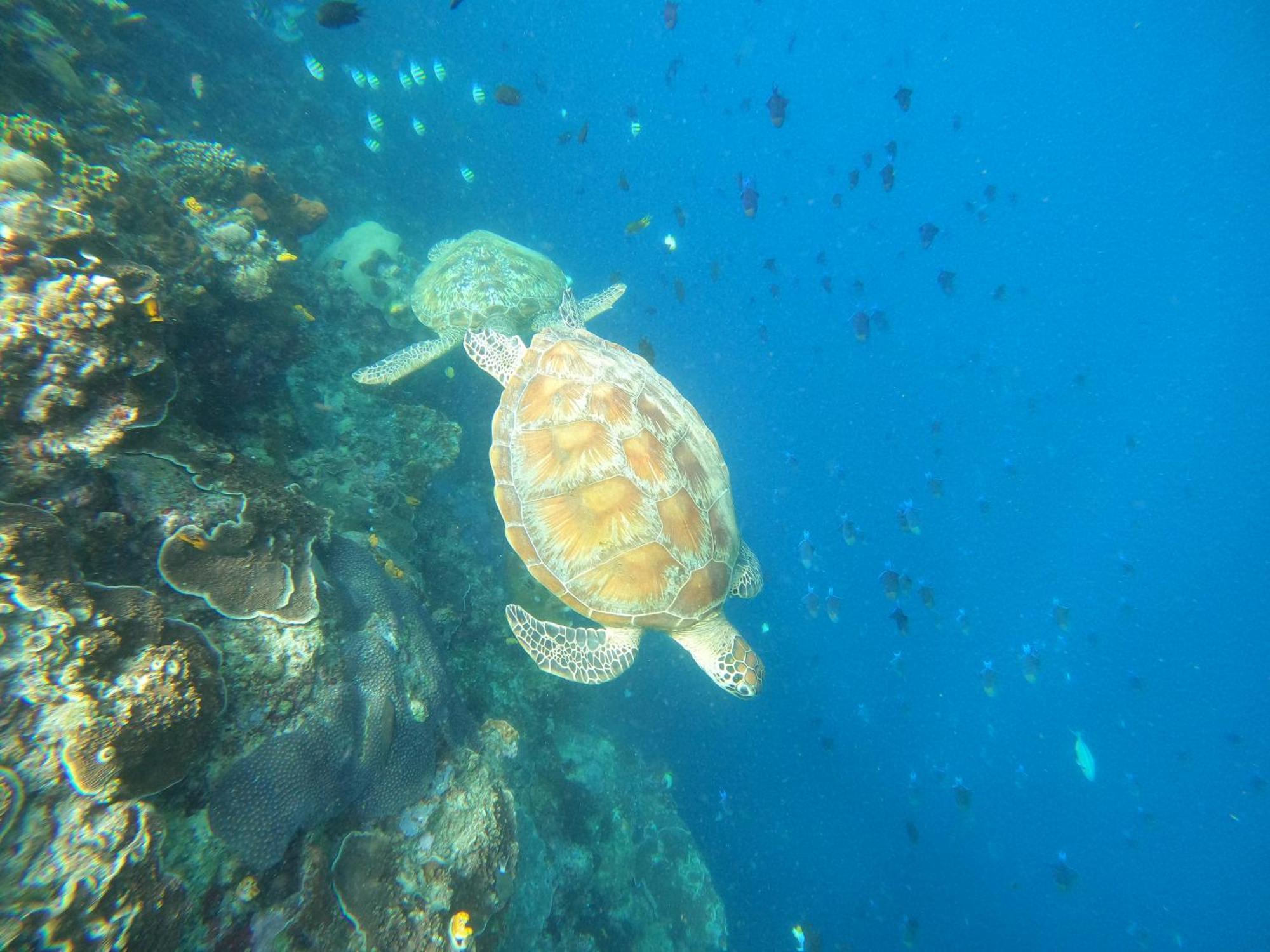 4 Sisters Divers Bunaken Eksteriør billede
