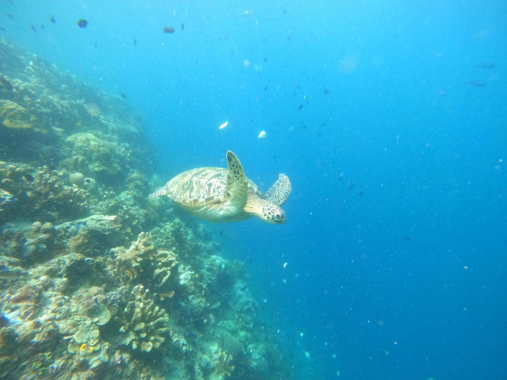 4 Sisters Divers Bunaken Eksteriør billede