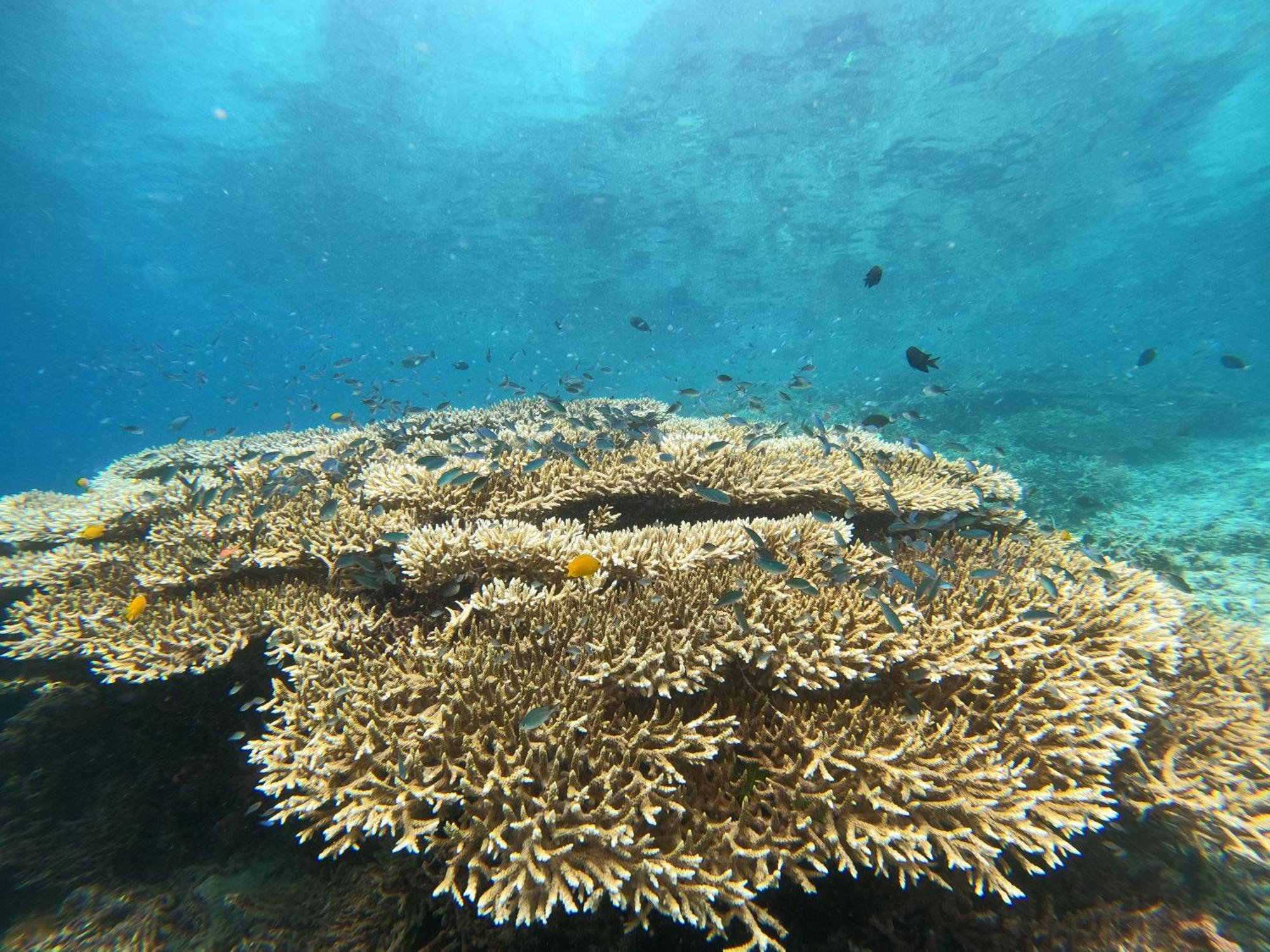 4 Sisters Divers Bunaken Eksteriør billede