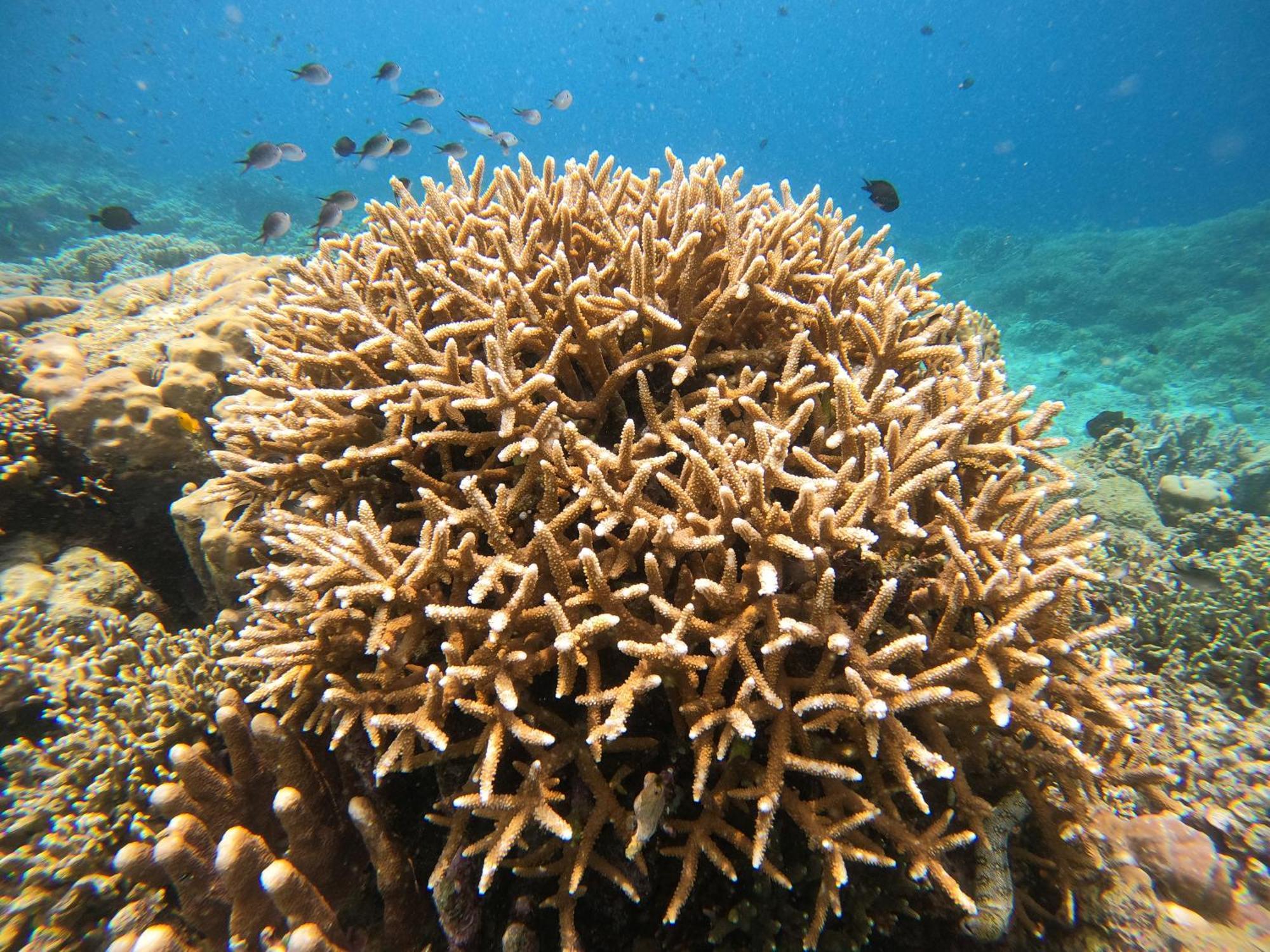 4 Sisters Divers Bunaken Eksteriør billede