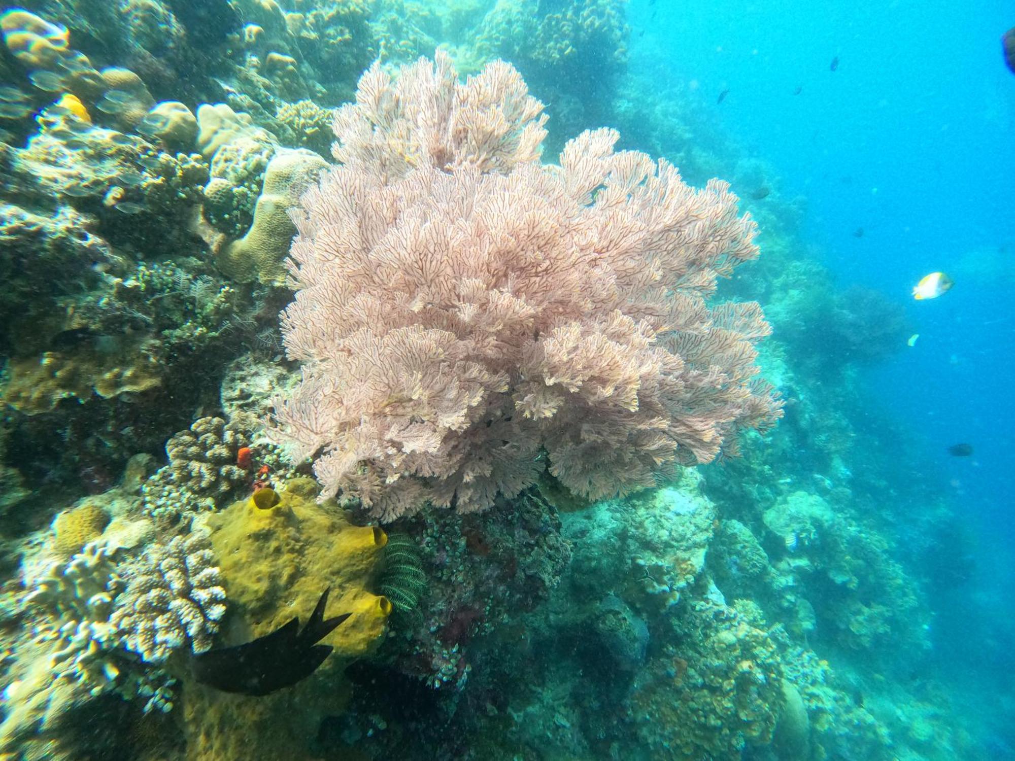 4 Sisters Divers Bunaken Eksteriør billede