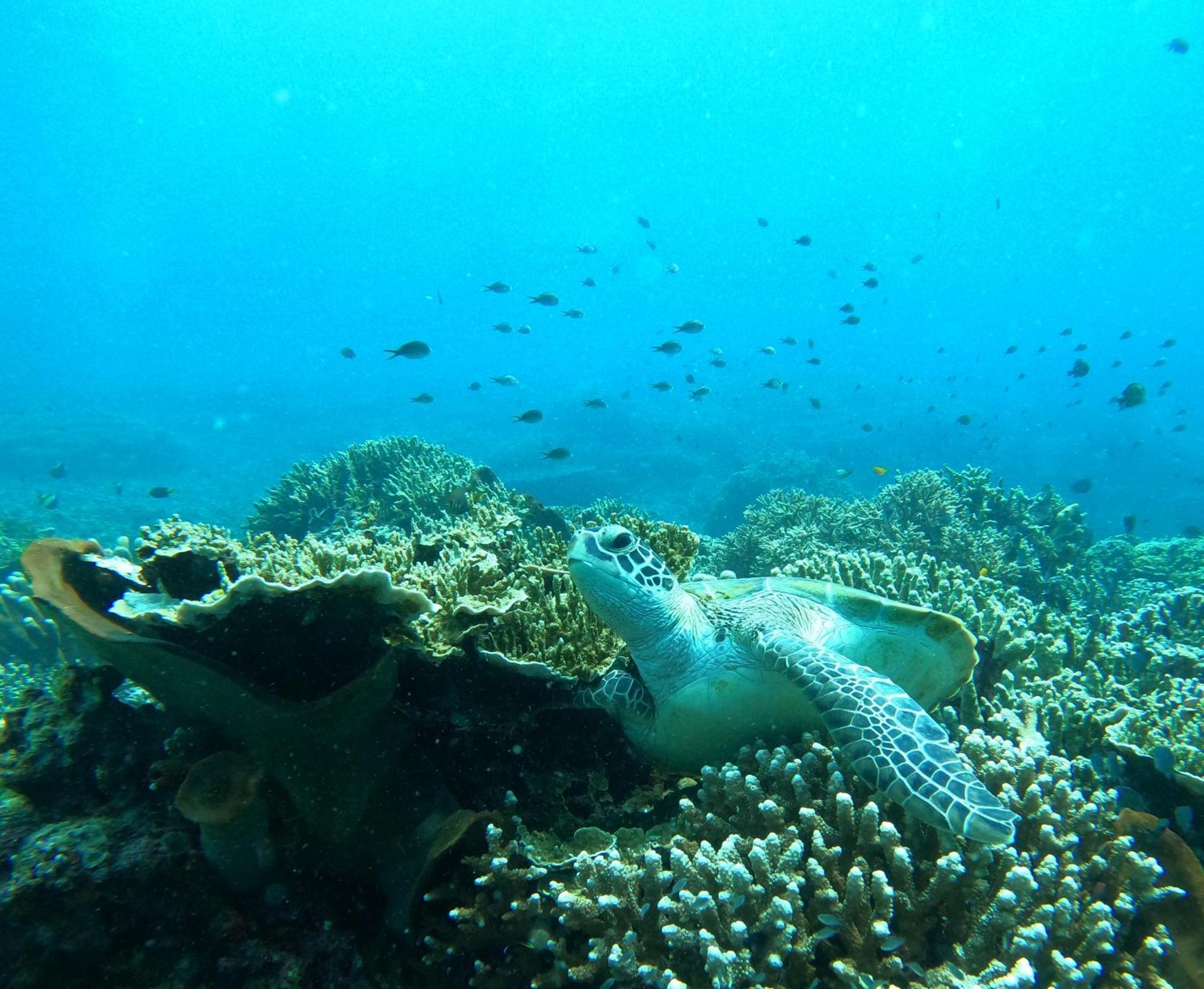 4 Sisters Divers Bunaken Eksteriør billede