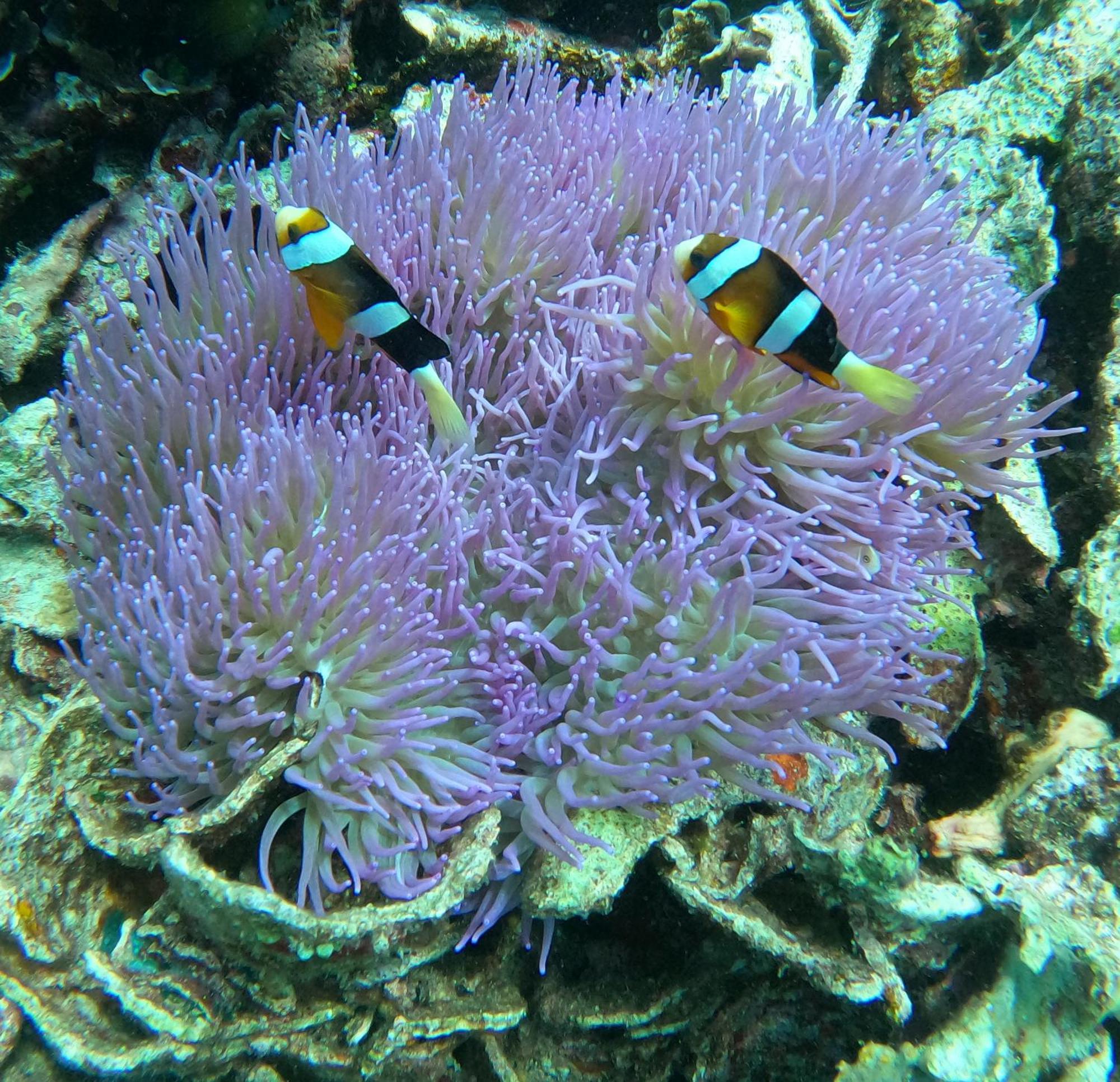 4 Sisters Divers Bunaken Eksteriør billede