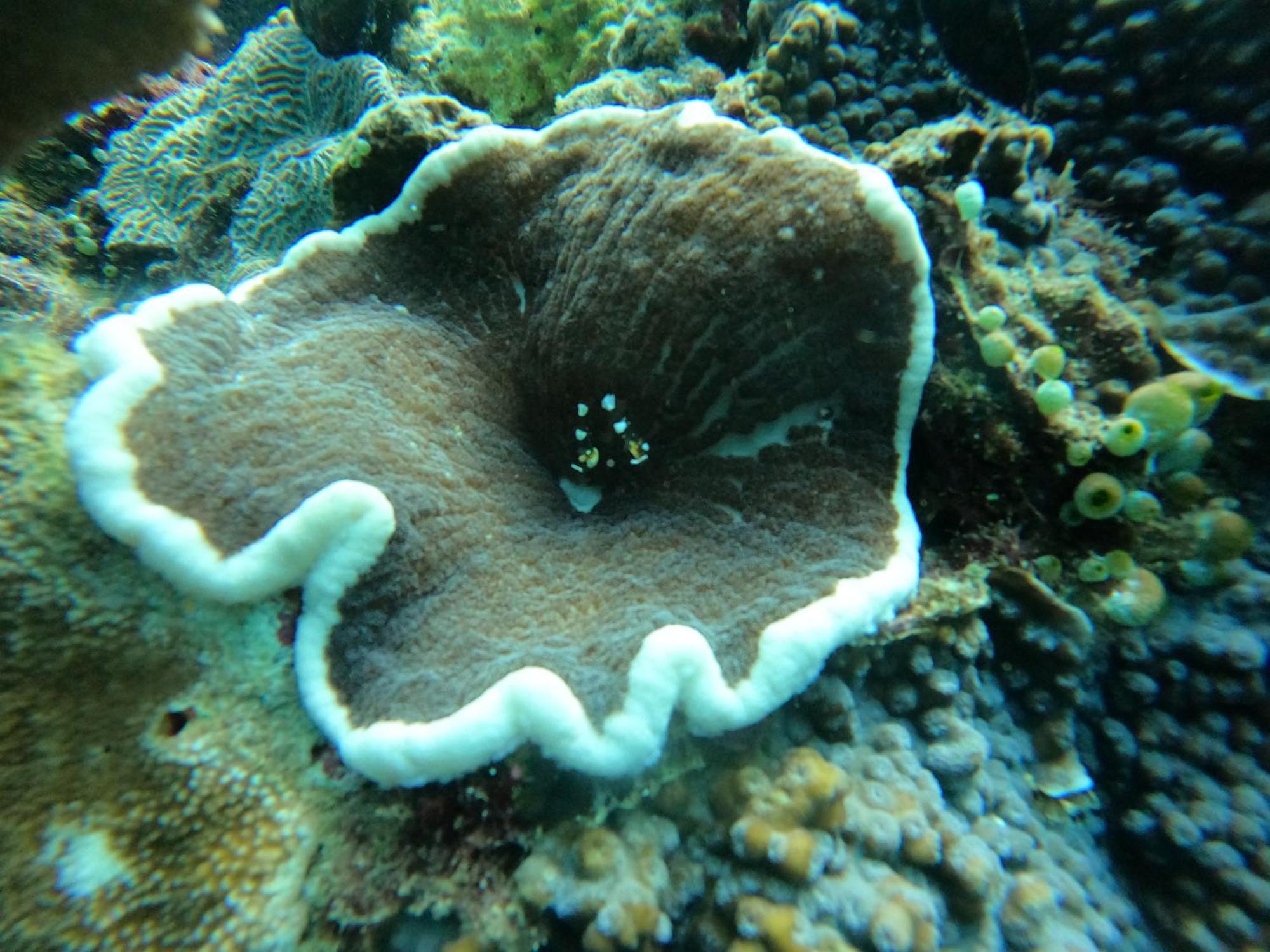 4 Sisters Divers Bunaken Eksteriør billede