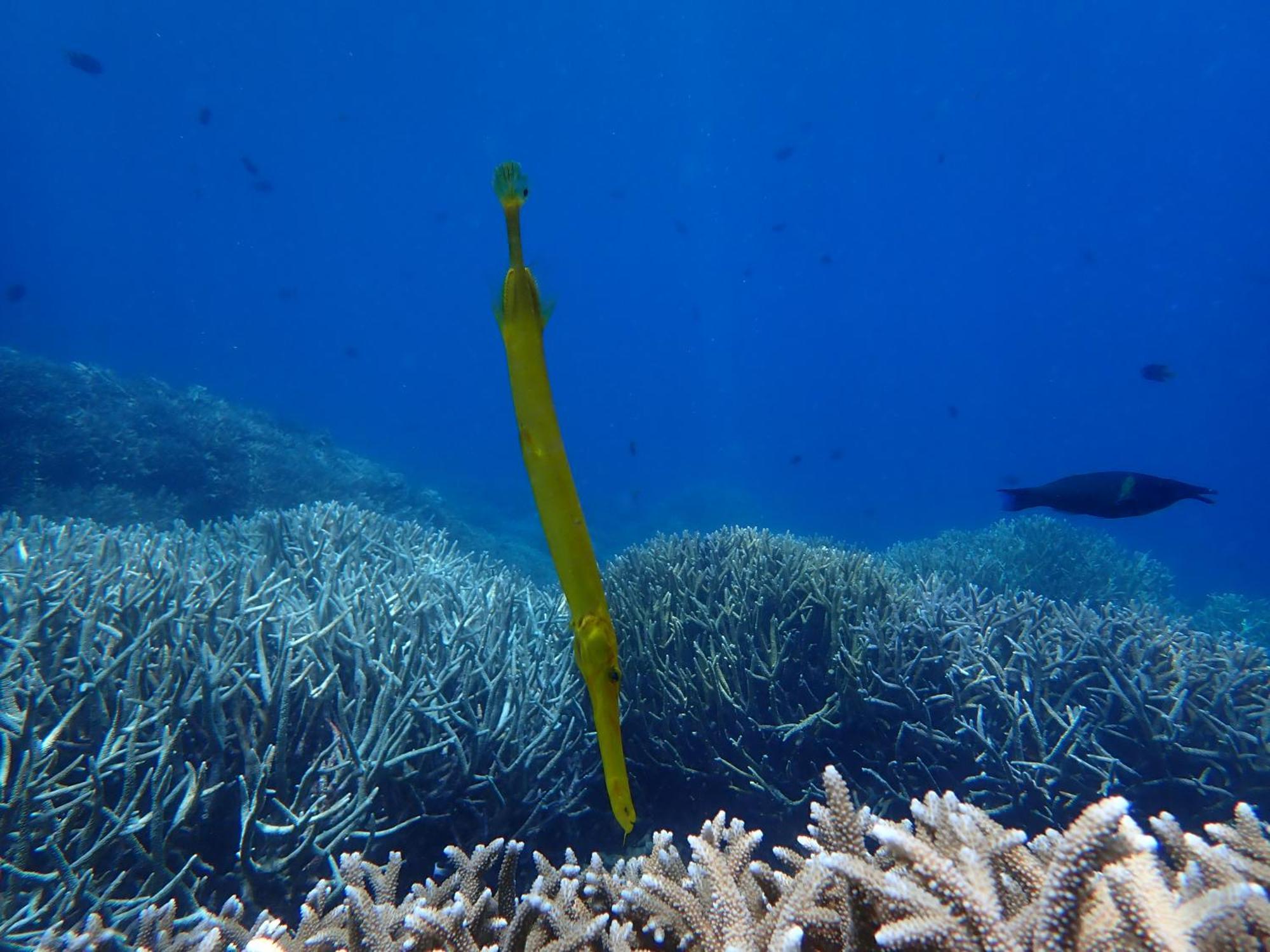 4 Sisters Divers Bunaken Eksteriør billede