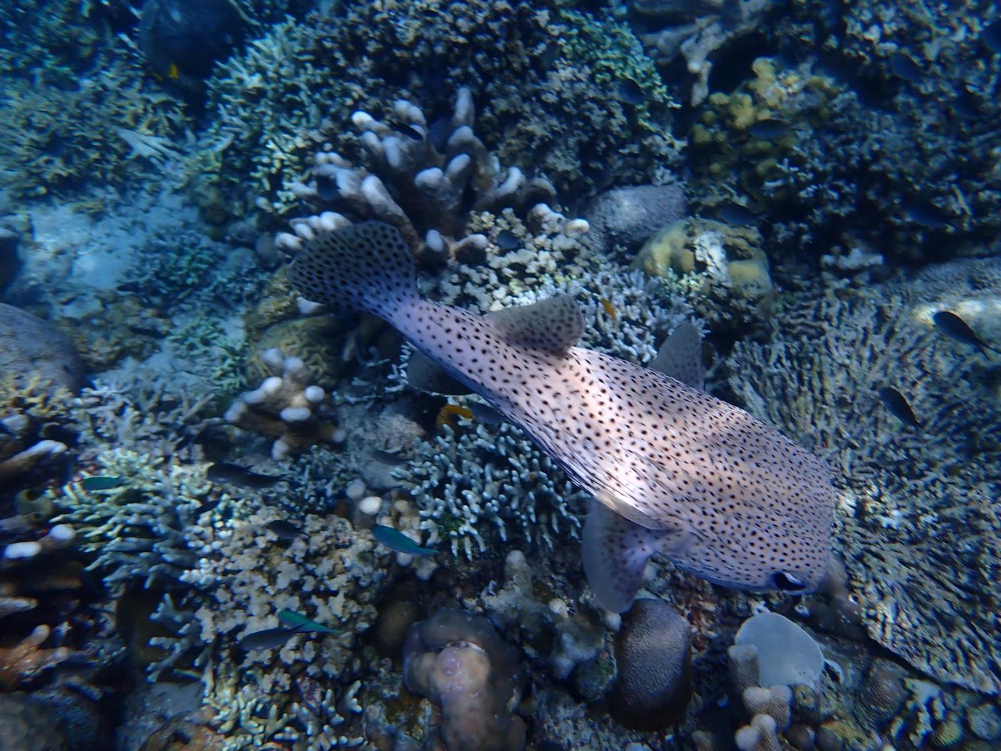 4 Sisters Divers Bunaken Eksteriør billede